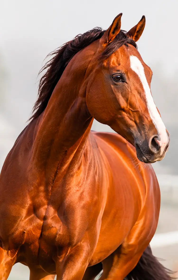 Caballo para la línea Omolene