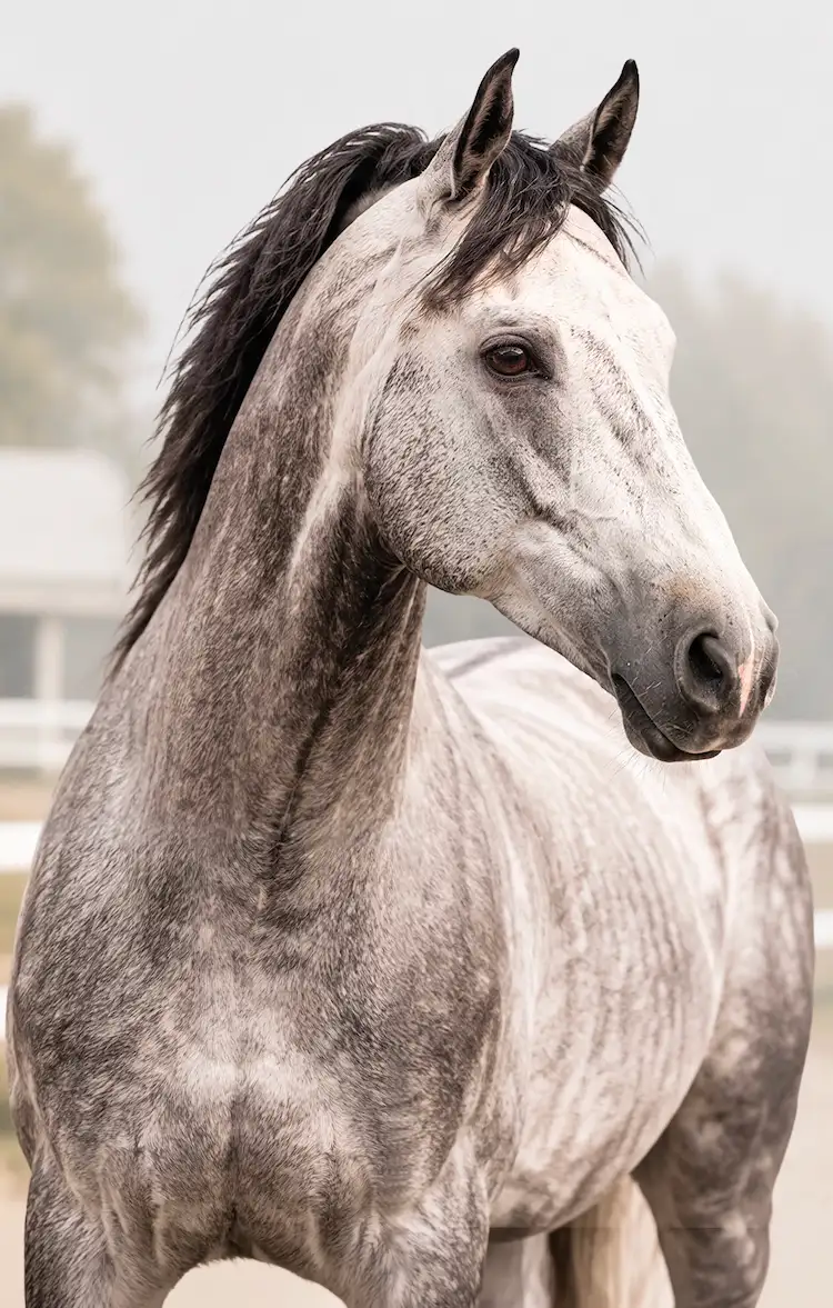 Caballo para la línea Omolín